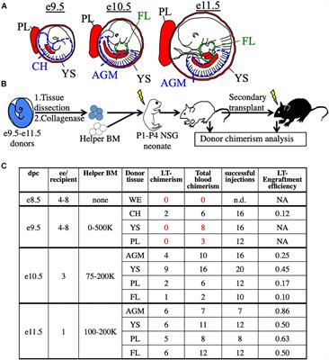 Absence of CD11a Expression Identifies Embryonic Hematopoietic Stem Cell Precursors via Competitive Neonatal Transplantation Assay